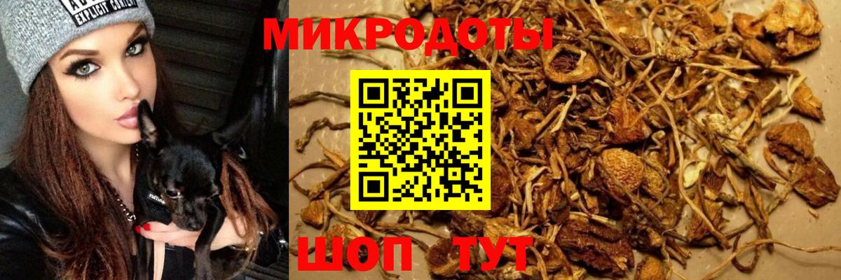 Псилоцибиновые грибы Cubensis Сердобск
